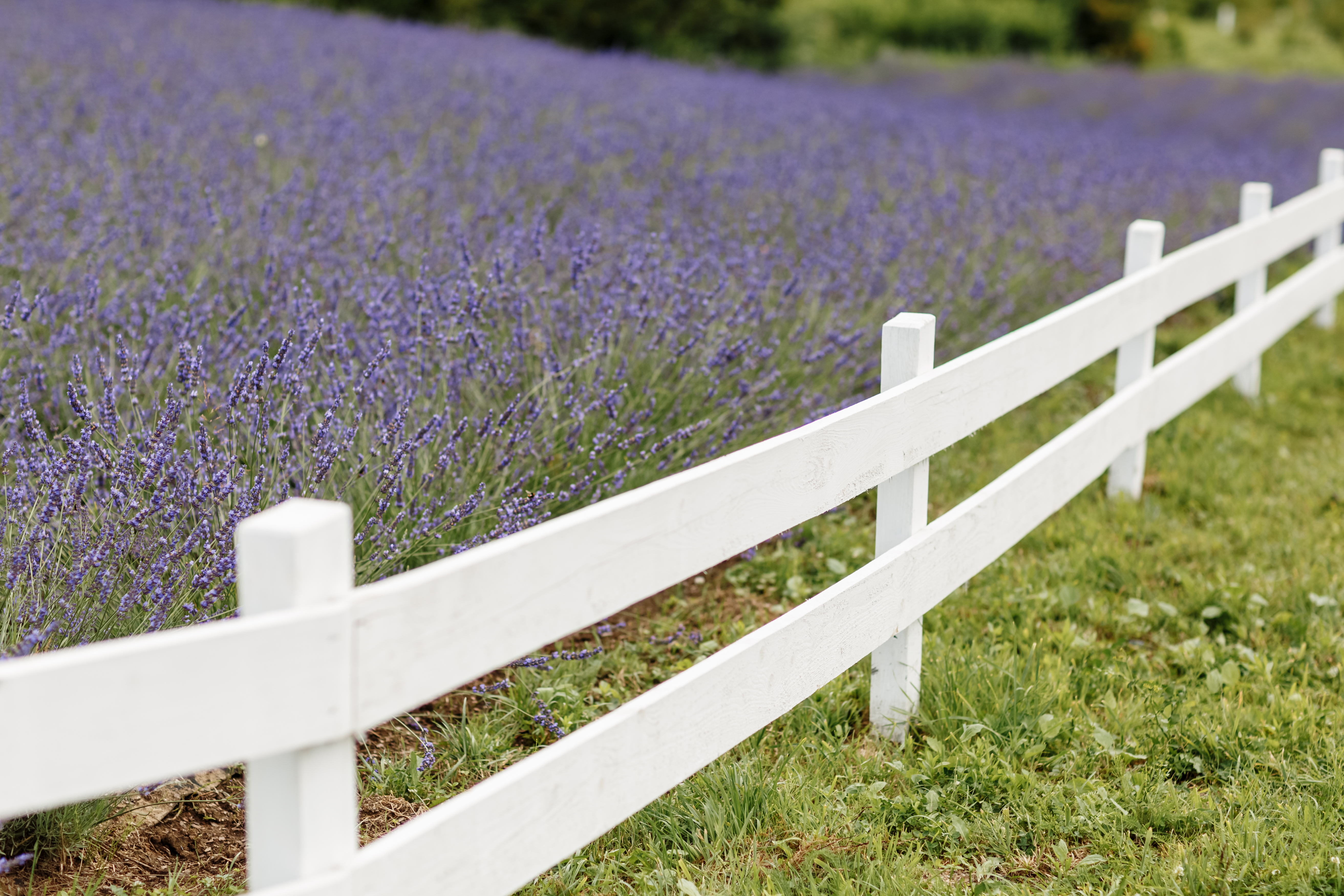 white wooden 2 board fence